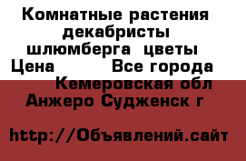 Комнатные растения, декабристы (шлюмберга) цветы › Цена ­ 300 - Все города  »    . Кемеровская обл.,Анжеро-Судженск г.